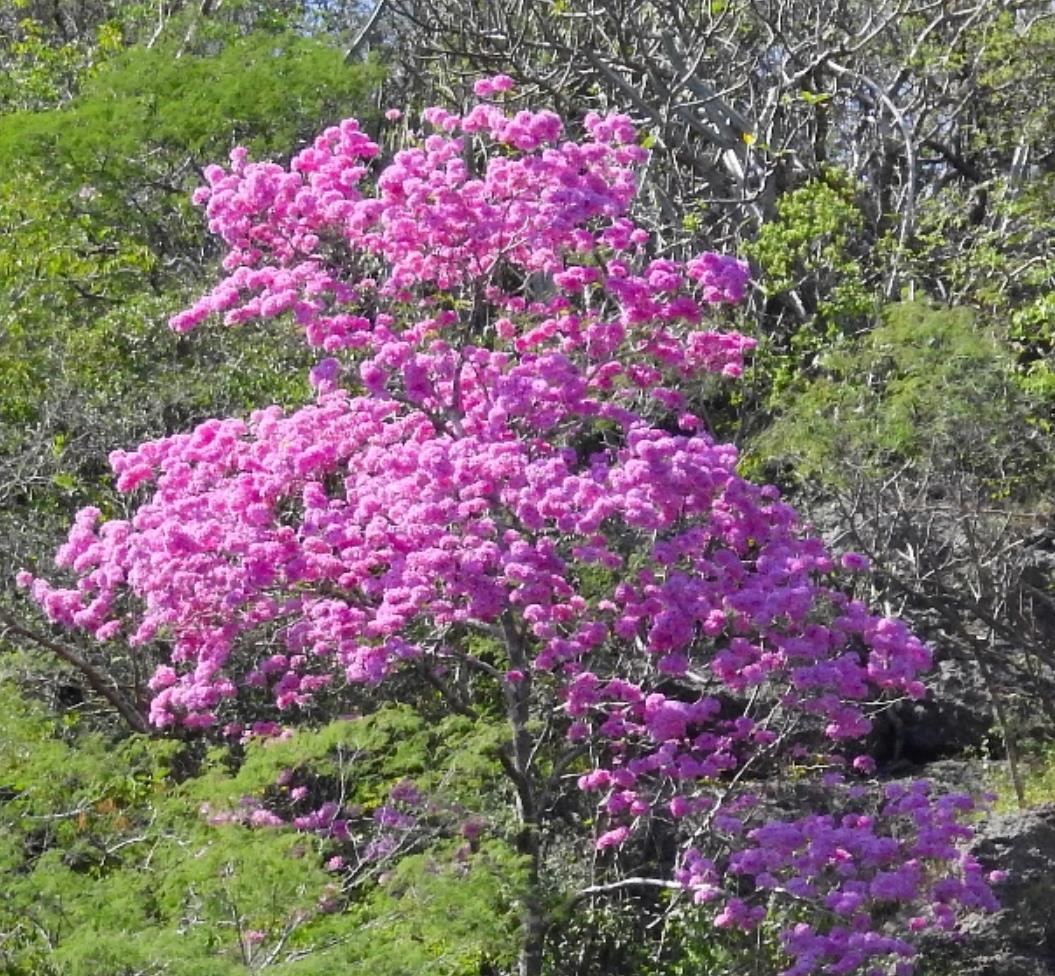 1686632099314304.jpg 紫花风铃木.jpg