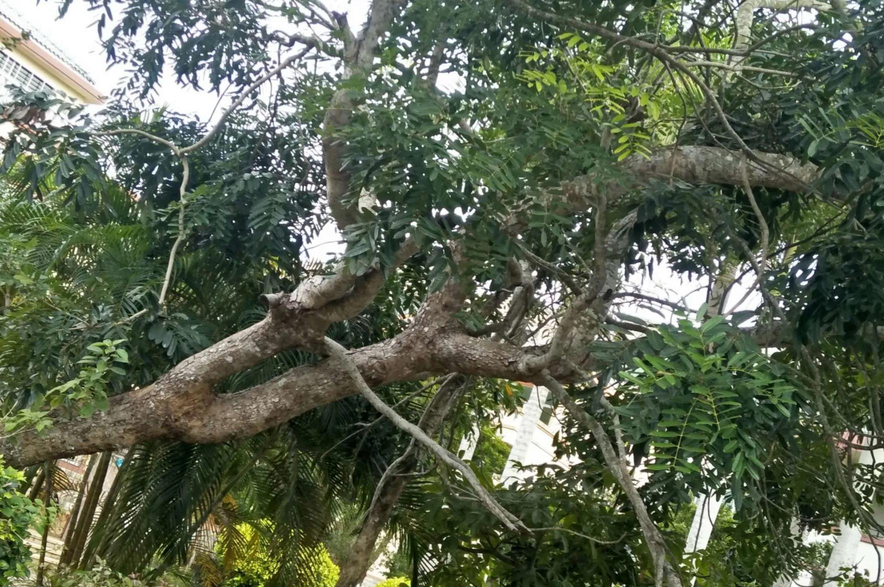 1686633199533421.jpg 重阳树.jpg