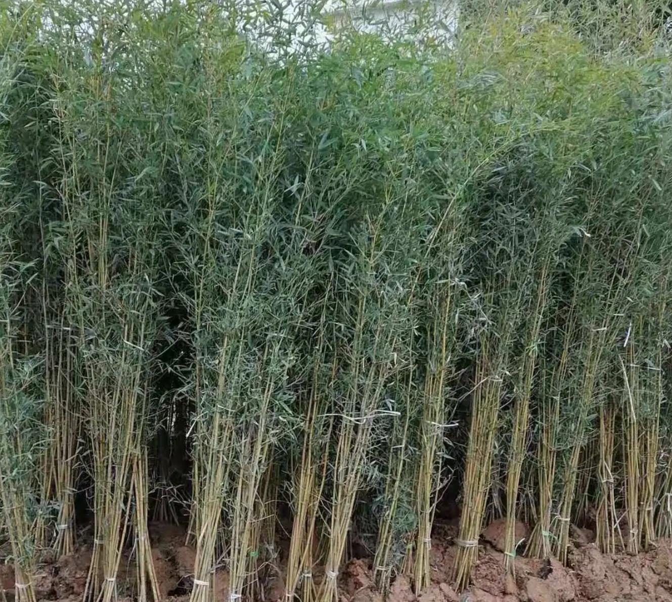 1686634589135812.jpg 青皮竹.jpg