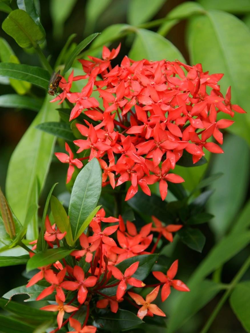 1686634905131857.jpg 龙船花.jpg