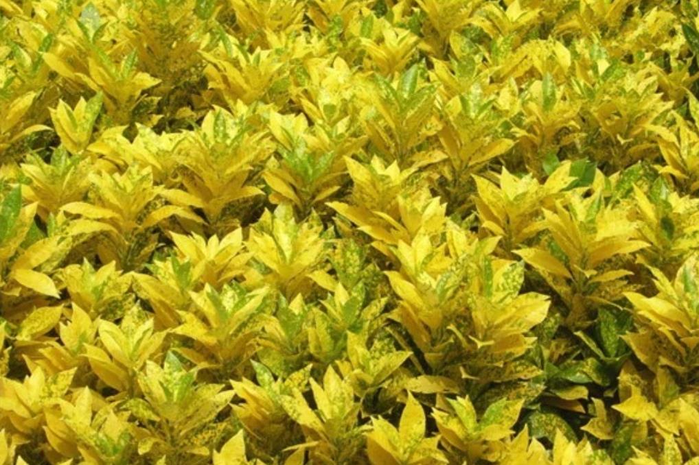 1686637232490605.jpg 海南洒金榕.jpg